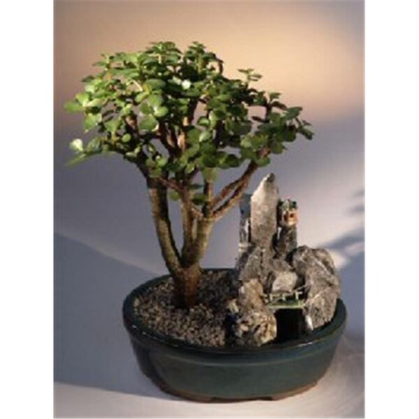 Paisaje Baby Jade Bonsai Tree - Stone Landscape Scene - Portulacaria Afra PA2802601 - main